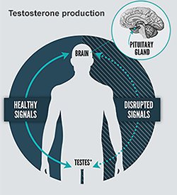 place of sperm production